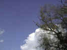 nebe a koruna stromu